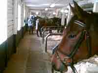 Joline