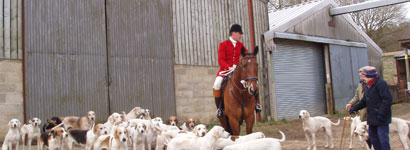Cotswold Hunt. Huntsman och the pack, 13½ couple mixed pack.