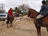 Cotswold Hunt. Nu blåses signal. Jakten börjar. Släpp fram hundarna!  
