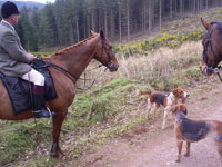 Quantock Stag Hounds fåfäng jakt   