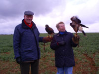 Kristina och Ulf med sina Harris Hawks, Mist and 