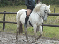 Natali och Furioso