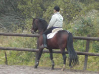 Sussi och Rubin