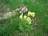 Gullvivorna blommade
