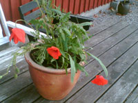 Vallomoröd