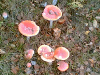 Svampflocken